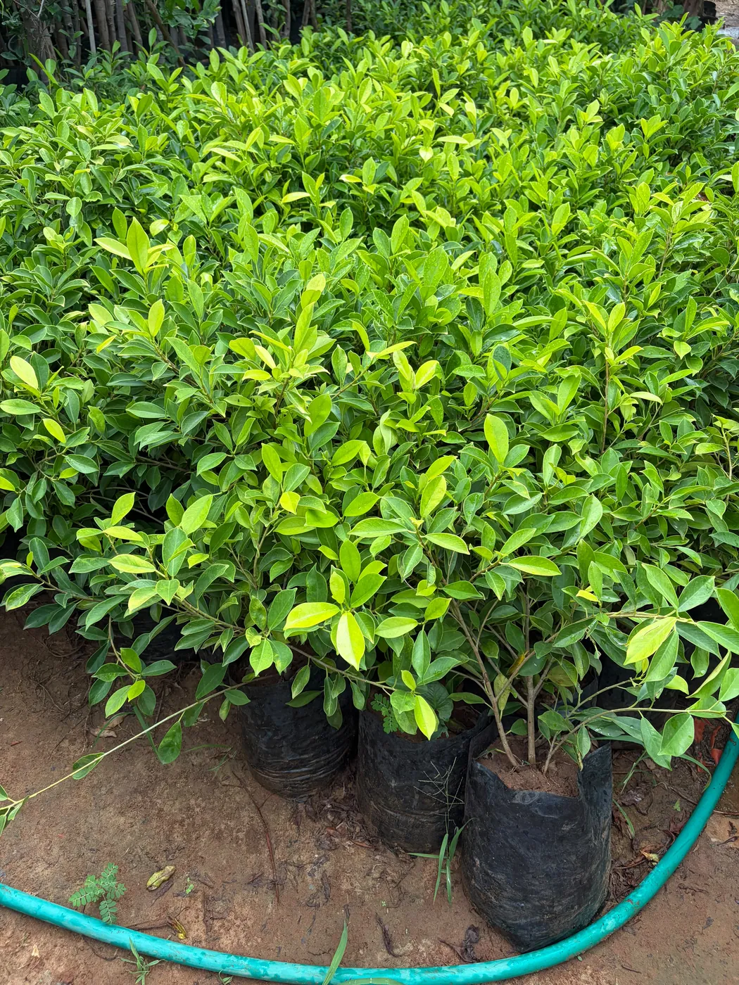 Healthy ficus plant foliage at Jagdamba Nursery