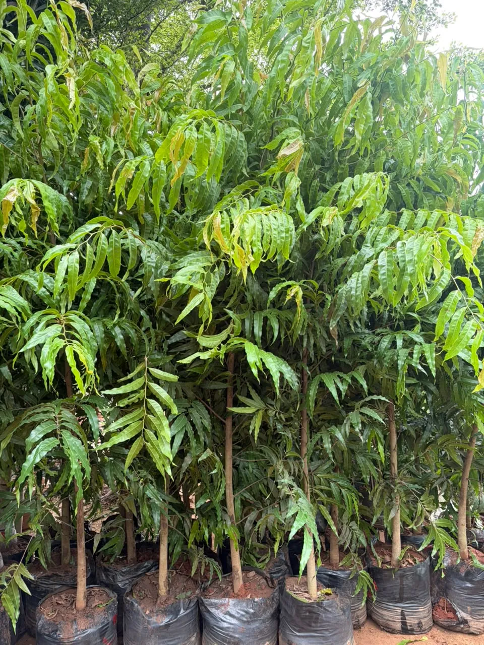 Rows of healthy plants at Jagdamba Nursery