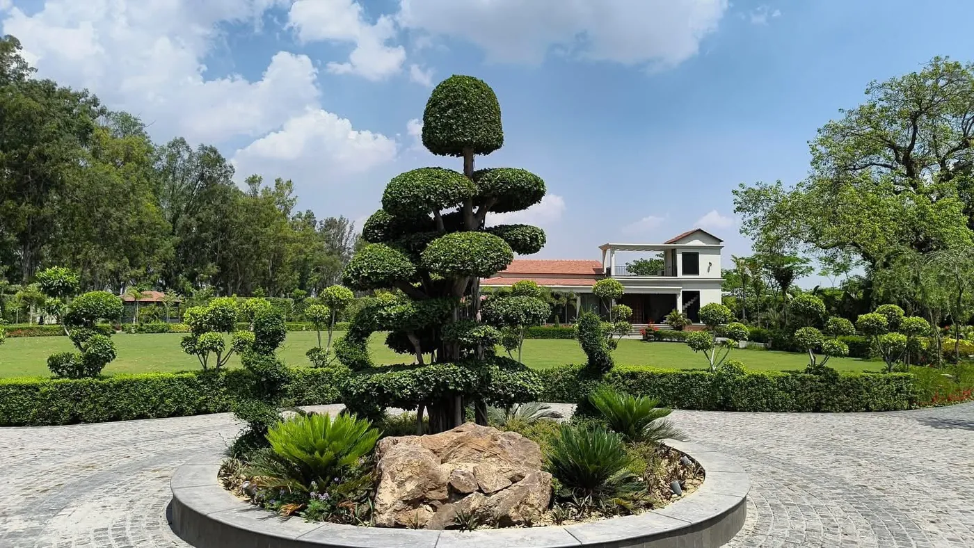 Sculpted topiary in a landscaped garden